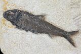 Wide Fossil Fish (Knightia) Clock - Wyoming #132875-1